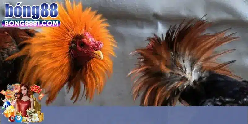 Đặc điểm nổi trội theo dõi đá gà trực tiếp