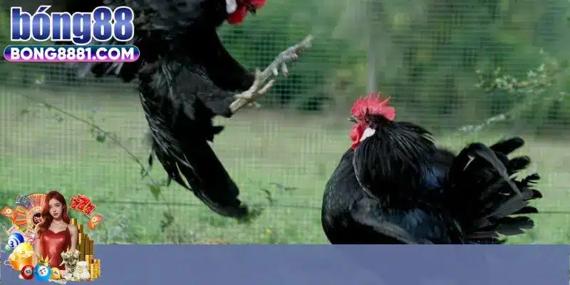 Kinh nghiệm thắng lợi hội viên không nên bỏ lỡ