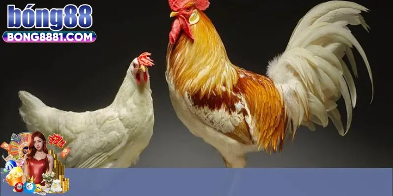 Một số giống gà được sử dụng trong thi đấu 