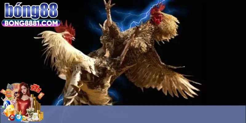 Thông tin cơ bản về trực tiếp đá gà Campuchia