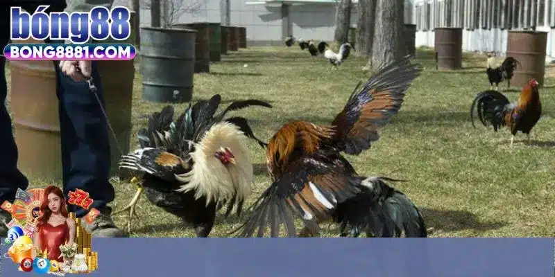 Tổng quan trực tiếp đá gà C1 đỉnh cao